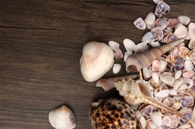 Deniz kabuğu Triton murex, çift valfli teller, deniz tarağı, lale yıldızı Natica tun cowrie 'yi Woden masa arkasında kopyaladı. 