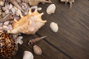 Deniz kabuğu Triton murex, çift valfli teller, deniz tarağı, lale yıldızı Natica tun cowrie 'yi Woden masa arkasında kopyaladı. 