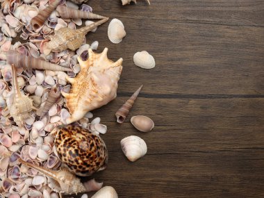 Deniz kabuğu Triton murex, çift valfli teller, deniz tarağı, lale yıldızı Natica tun cowrie 'yi Woden masa arkasında kopyaladı. 