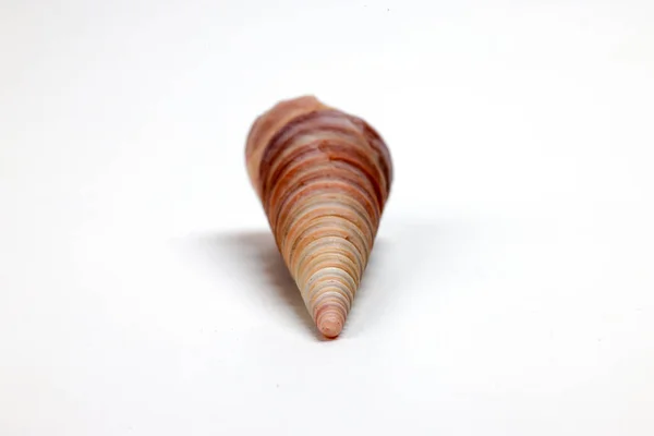 Sea Shell Triton Murex Conchs Bivalves Tellins Scallops Tulip Star — Stock Photo, Image