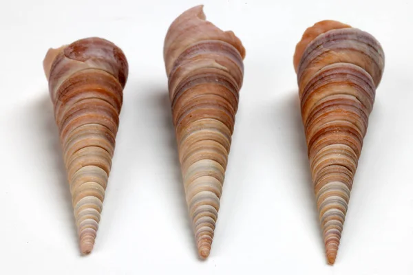 Zee Shell Triton Murex Conchs Tweekleppigen Tellins Scallops Tulp Ster — Stockfoto