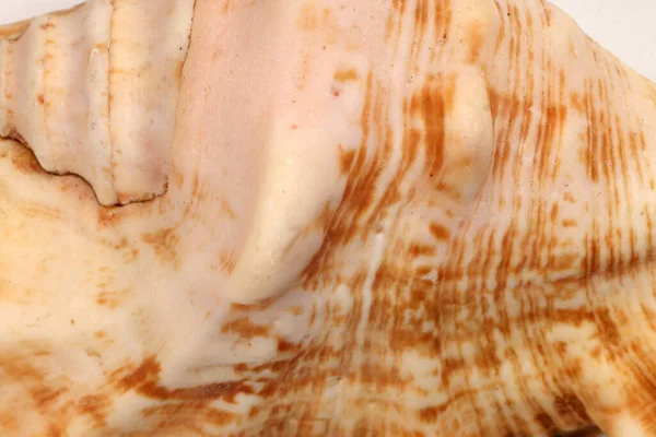 Θαλασσινό Κέλυφος Triton Murex Conchs Δίθυρα Tellins Χτένια Tulip Star — Φωτογραφία Αρχείου