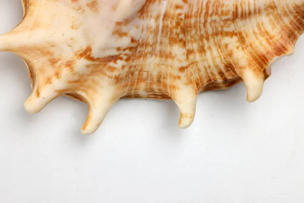 Triton Murex Conchs Bivalve Tellins Callops Tulip Star Natica Tun — 스톡 사진