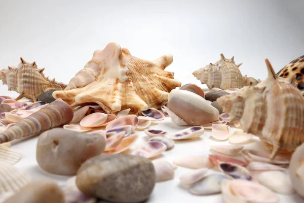 Sea Shell Triton Murex Conchs Bivalves Tellins Scallops Tulip Star — Stock Photo, Image