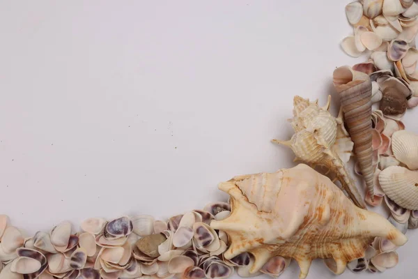 sea shell triton murex conchs bivalves tellins  scallops tulip star natica tun cowrie on white background copy text border frame