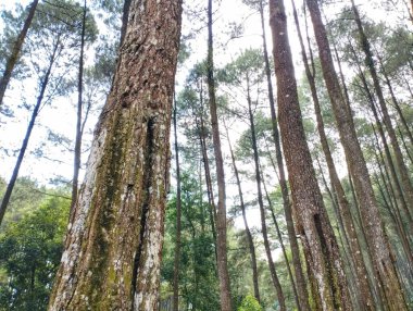 Sabahları çam ormanlarının doğal manzarası