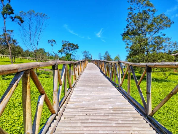 Ponte Bambu Entre Plantações Chá — Fotografia de Stock