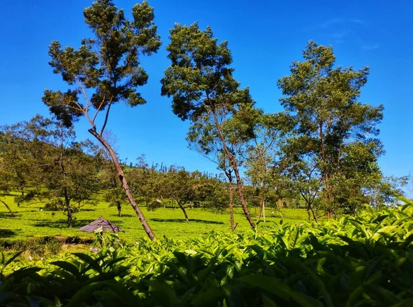 Blick Auf Die Teeplantage Einem Sonnigen Tag — Stockfoto