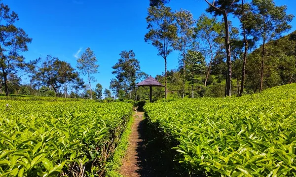 Widok Plantacji Herbaty Słoneczny Dzień — Zdjęcie stockowe
