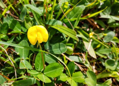 Güzel sarı çiçeklerin yakın görüntüsü..