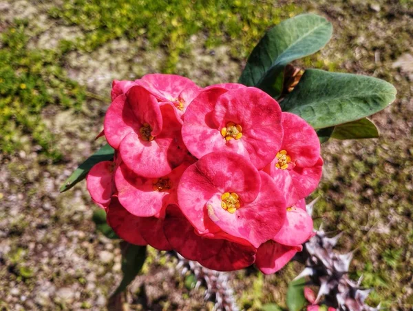 Rosas Rojas Blancas Jardín —  Fotos de Stock