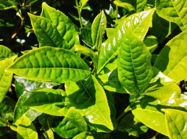 Ormanın arka planında genç bir kadının yeşil yaprağının yakın çekimi..