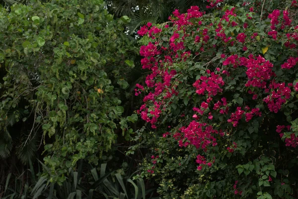 Kwiaty Kwitnące Drzewie Pobliżu Plaży Sanibel Island Floryda — Zdjęcie stockowe