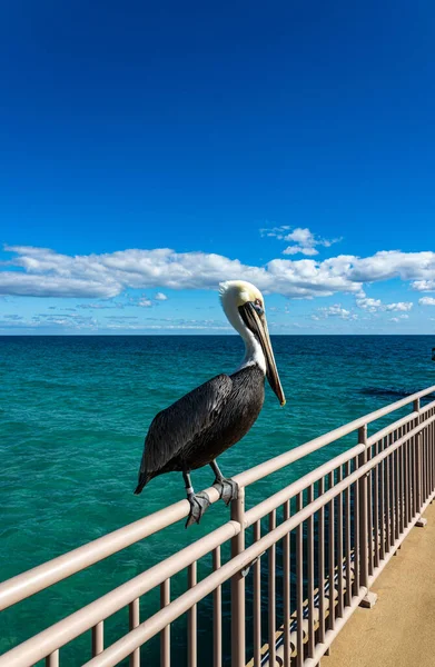 Pelicano Grande Senta Cais Espera Peixe — Fotografia de Stock