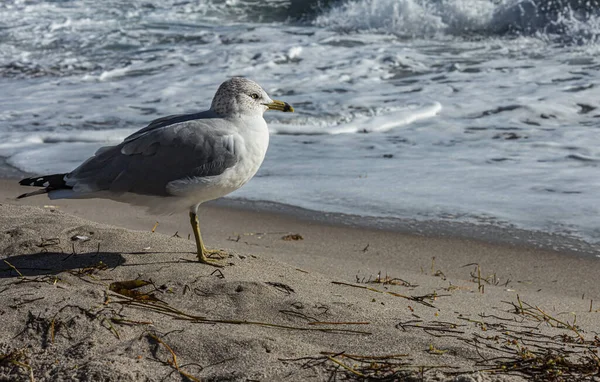 Une Belle Mouette Attend Ses Proies Sur Côte Océan Atlantique — Photo