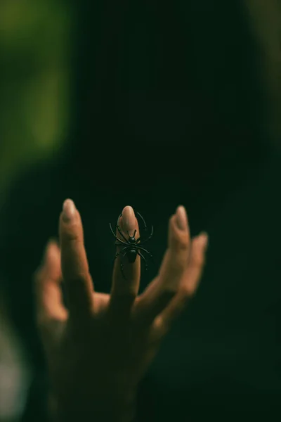 Spider on the finger. Black figure.Happy Halloween. All Saints' Day. Soft focus.