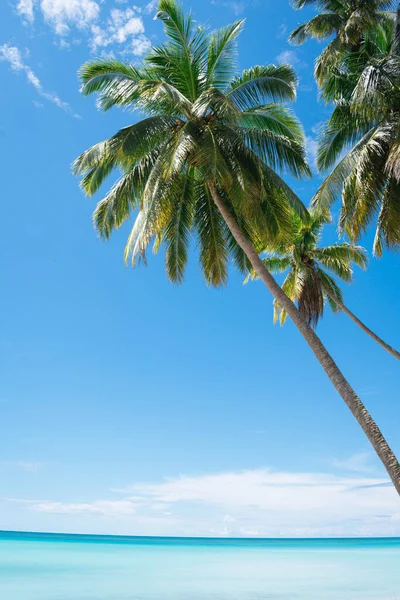 Sahilde palmiye ağaçları