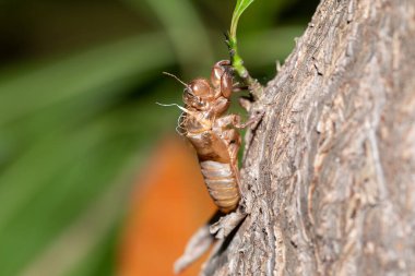Ağustosböcekleri ağaçların üzerinde güzel bir şekil alırlar. Makro fotoğrafçılık teknikleri