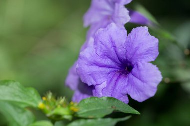 Ruellia simplex kökü pertusis böbrek hastalığının tedavisinde kullanılır. Kandaki toksinleri temizlemek için bir kan bağışı. Yapraklar anthelmintik ilaç olarak ya da kas ağrılarını dindirmek için kullanılır..