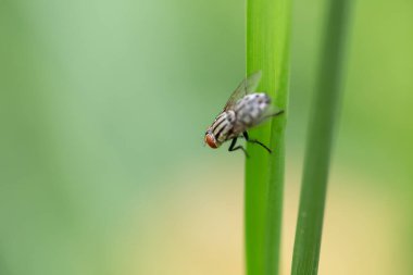 Yeşil arkaplanı olan yeşil bir yaprağa tünemiş bir sinek. Makro fotoğrafçılık teknikleri