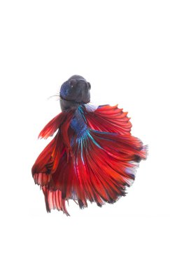 Renkli Tayland betta balığı Siyam dövüşçü balığı (Rosetail) (yarım ay), ejderha dövüşçü balığı, Betta ihtişamı. Beyaz bir arkaplanda.
