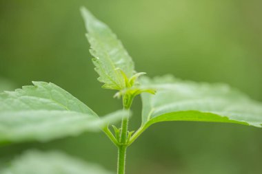Siyam otu kanamayı durduran ve iyileştiren doğal antik bir bitkidir.