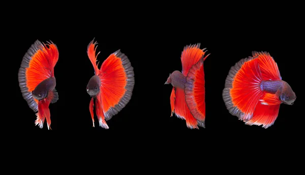 Коллекция Разноцветной Тайской Бетта Рыбы Сиамская Боевая Рыба Розетхвост Полумесяц — стоковое фото