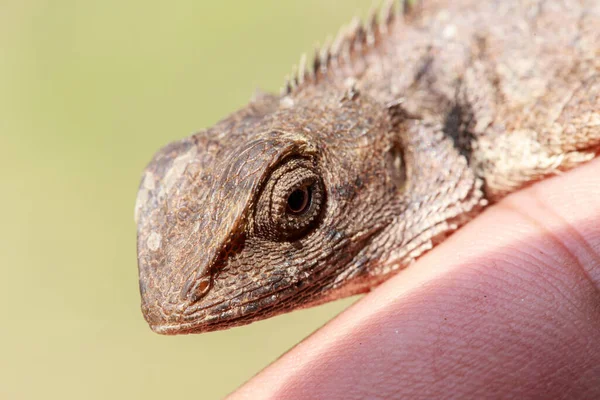 Mano Tenendo Camaleonte Camaleonte Asia Può Mangiare Essere Animale Domestico — Foto Stock