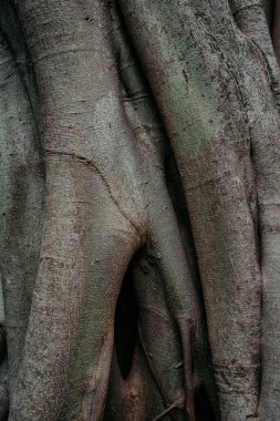 Büyük köklü büyük bir ağacın desenli fotoğrafı.
