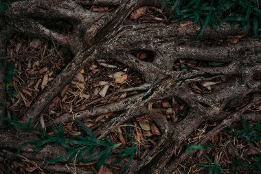 Büyük köklü büyük bir ağacın desenli fotoğrafı.