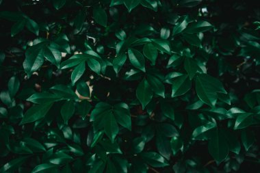 Yeşil perma çay yaprakları veya süslü banyan yaprakları arka plan, doğal arka plan ve duvar kağıdı