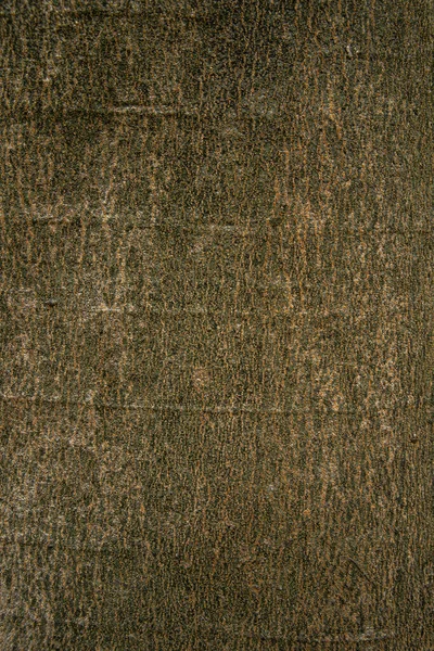 Texture Background Brown Bark — Stock Photo, Image