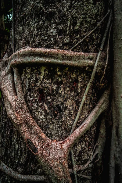 Textured photo of a big tree with  big roots