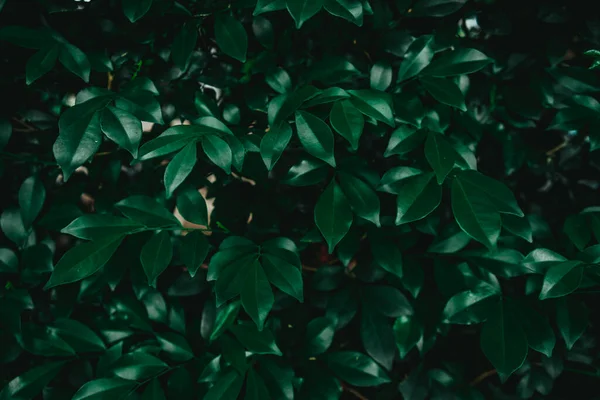 Green perm tea leaves or ornamental banyan leaves pattern background, Natural background and wallpaper