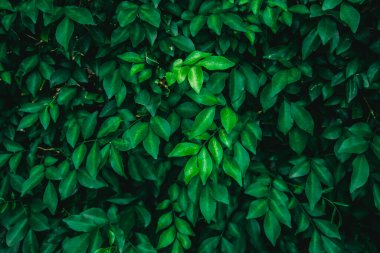 Green perm tea leaves or ornamental banyan leaves pattern background, Natural background and wallpaper