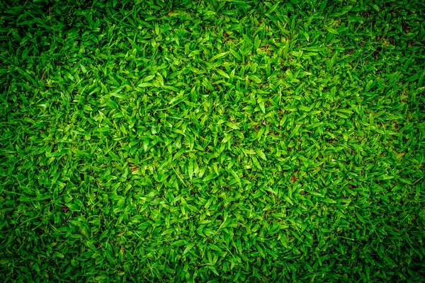 Top View Green Lawn Lawn Design — Stock Photo, Image