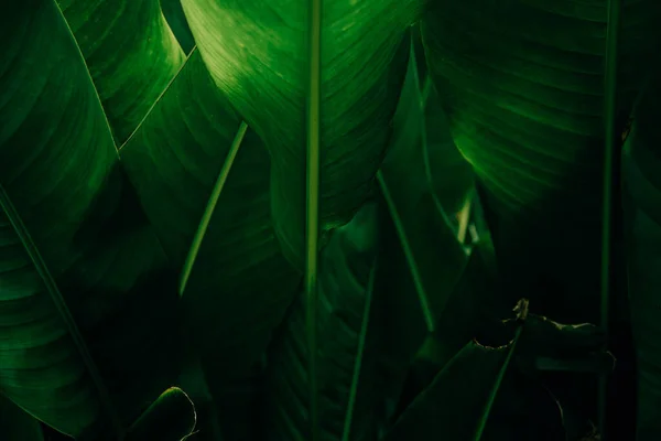 Background texture of dark green big leaf in nature