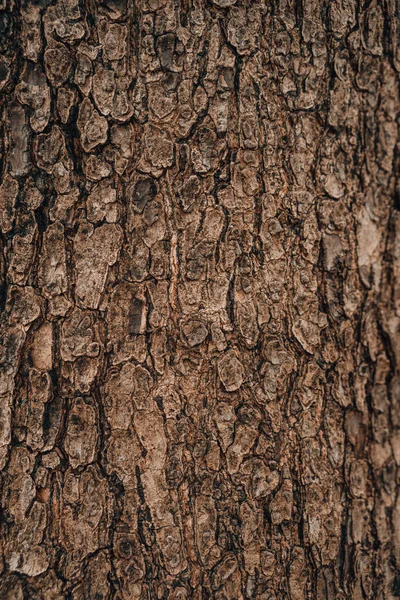 Wytłaczana Tekstura Tła Brązowej Kory — Zdjęcie stockowe