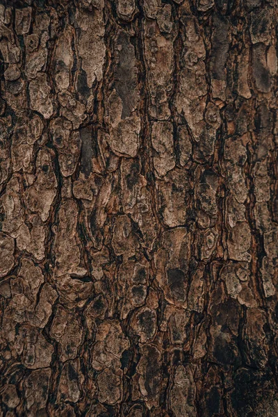 Embossed Texture Background Brown Bark — Fotografia de Stock