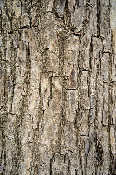 Embossed Texture Background Brown Bark — Stock Photo, Image
