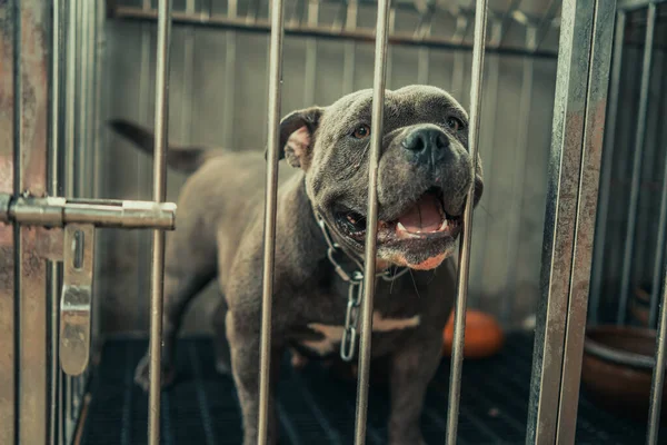 american pitbull A ferocious and strong dog with a love for its owner, locked in a steel cage.