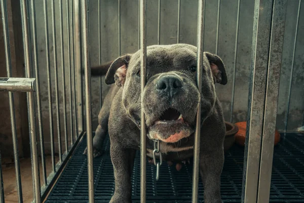 american pitbull A ferocious and strong dog with a love for its owner, locked in a steel cage.