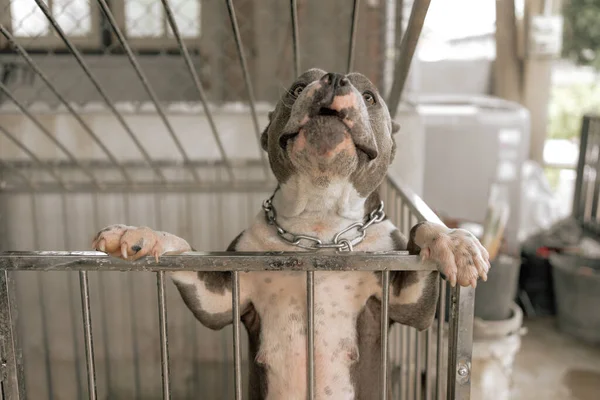 american pitbull A ferocious and strong dog with a love for its owner, locked in a steel cage.