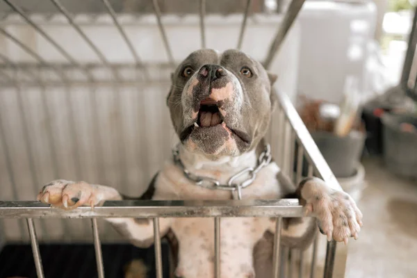 american pitbull A ferocious and strong dog with a love for its owner, locked in a steel cage.