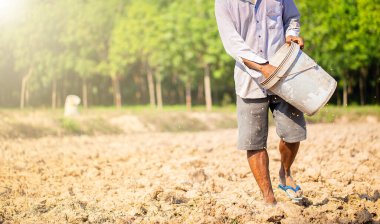 selective focus of Thai farmers are sowing paddy on wide fields. with copy space.
