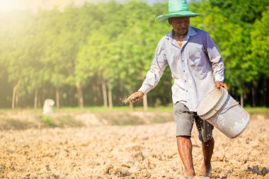 selective focus of Thai farmers are sowing paddy on wide fields. with copy space.