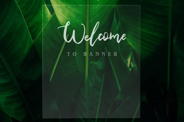 welcome poster on leaf background colorful gradient brush design Vector paper illustration.