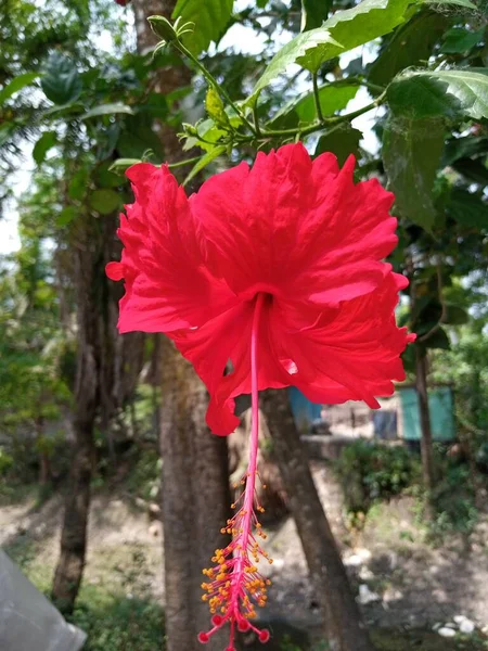Красива Червона Квітка Черевика — стокове фото