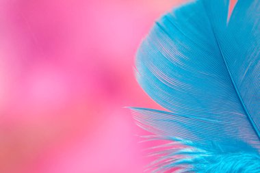 Pembe bulanık arka plan, parlak mavi tüy. Yakın çekim..