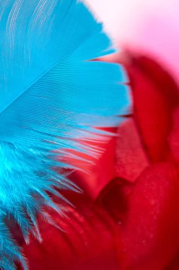 Açık pembe arka planda kırmızı bulanık gül ve parlak mavi tüy. Yakın çekim..